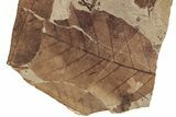 Fossil Leaves (Betula, Fagus, Pinus) - McAbee Fossil Beds, BC #224924-2